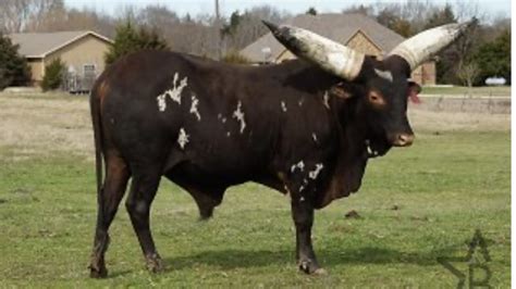 Foundation Pure Ankole Watusi 1 year old heifer | World Watusi Association