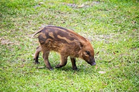 PHOTOS: Meet Walter — The Newest Red River Hog Piglet at Disney's ...