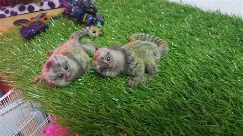 Worlds Cutest Marmoset And Tamarin Monkey Youtube