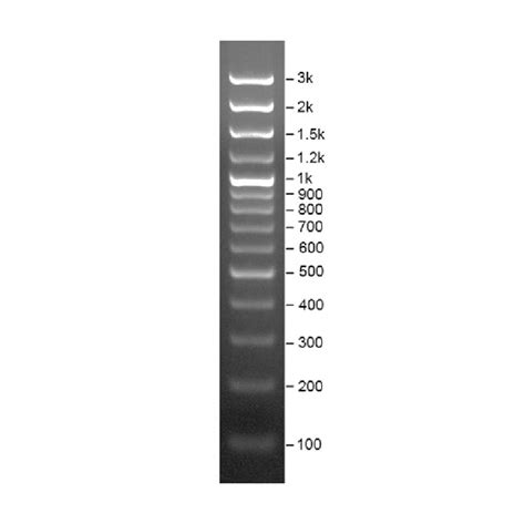 DNA 分子量标准Marker M 100 3000 bp Ready to use DNA Marker M 100 3000 bp