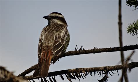 Como As Aves Migratórias Podem Se Orientar Durante Os Deslocamentos