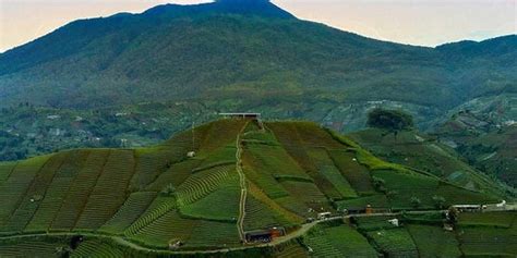 Mengintip Eksotisme Terasering Panyaweuyan Wisata Bukit Hijau Viral Di