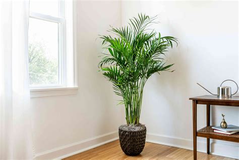 How to Care For A Cat Palm Indoors: Expert Tips