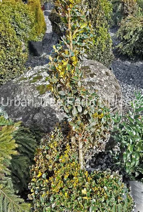 Buxus X Green Mountain Spiral Urban Tree Farm Nursery