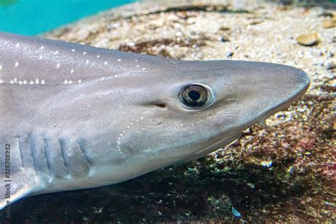 shark in aquarium Stock Photo | Adobe Stock