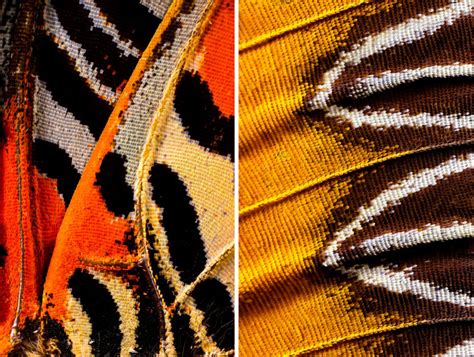 Extreme Close-Ups of Butterfly Wings by Chris Perani » TwistedSifter