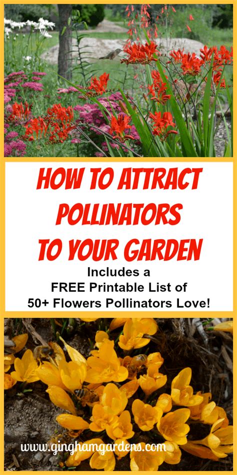 How To Attract Pollinators To Your Garden Gingham Gardens Attract