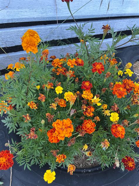 Why Are My Marigolds Wilting They Were Thriving A Few Weeks Ago R