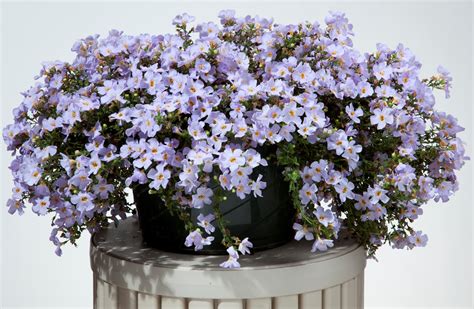 Sutera (Bacopa) hybrida Betty® – Green Fuse Botanicals Inc.