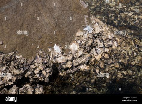 Creatures Sticking On Rocks Of A Sea Shore Stock Photo Alamy