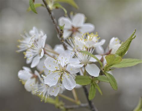 Pomme Fleurir Le Printemps Photo Gratuite Sur Pixabay Pixabay