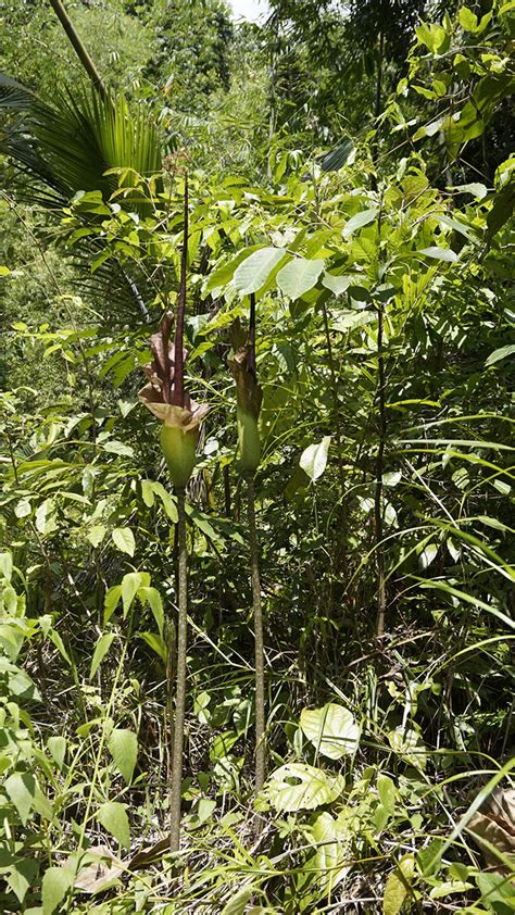 Amorphophallus Rostratus Araceae