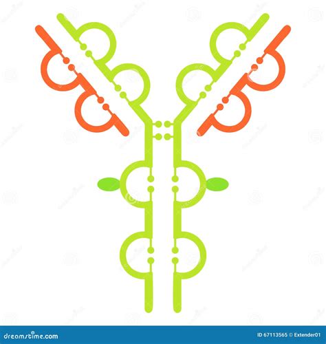 Antibody Immunoglobulin Molecule Structure Stock Vector Illustration