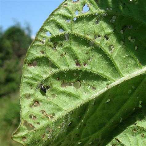 Flea Beetle (Epitrix tuberis) - Northwest Potato Research Consortium