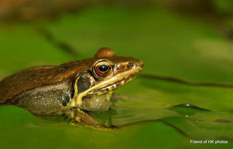 Photographic Wildlife Stories In Uk Hong Kong Frog Looking For Love