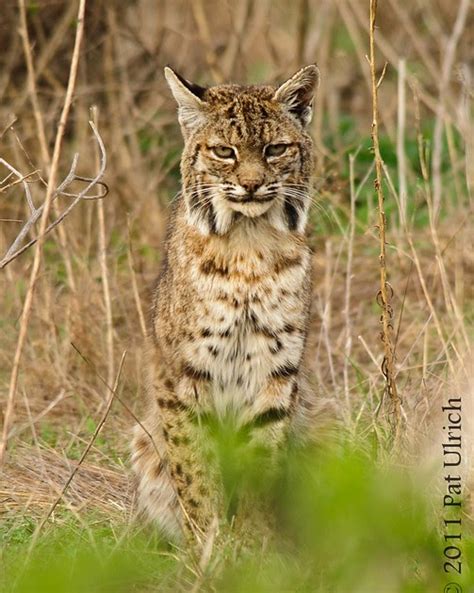 Bobcat In The Bushes Tennessee Valley Pat Ulrich Wildlife