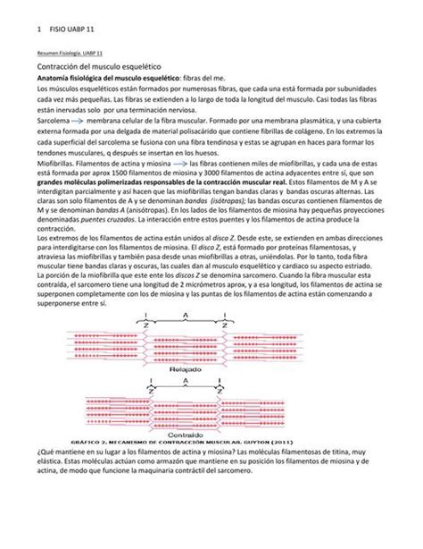 Contracci N Del Musculo Esquel Tico Udocz