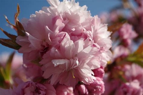 Flor Florecer Rosado Foto Gratis En Pixabay Pixabay