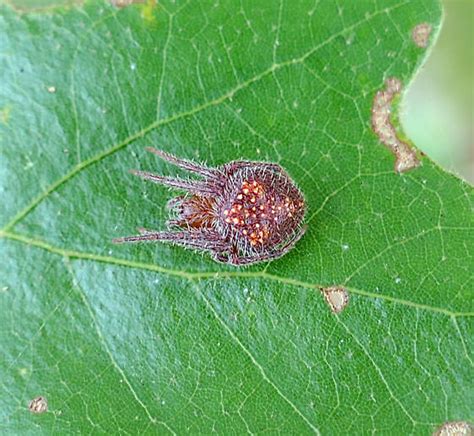 Orb Weaver Eriophora Ravilla Bugguide Net