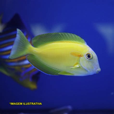 Orange Shoulder Acanthurus Olivaceus