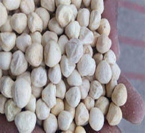 Natural And Pure Raw Hybrid White Moringa Seeds Kernels For Agriculture