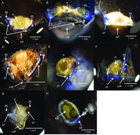 Photomicrographs Of Non Dormant Seeds Of Ipomoea Lacunosa A Merremia Download Scientific