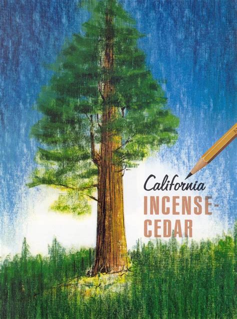 Why Incense Cedar? – CalCedar