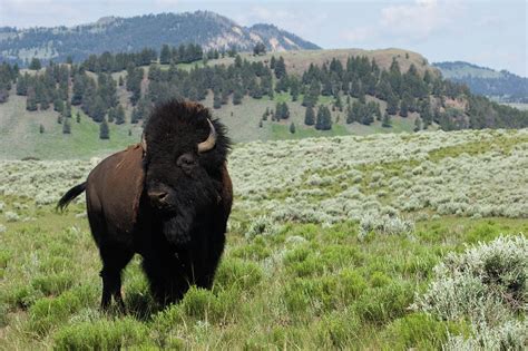 Bison Bull, Yellowstone National Park Photograph by Ken Archer - Fine ...