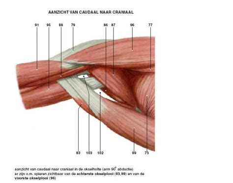 Muscles axilla anterior