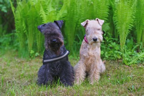 Lakeland Terrier Dog Breed Characteristics And Care