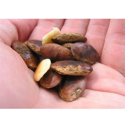 Mango Kernel Wholesale Price And Mandi Rate For Mango Seed Kernel In India