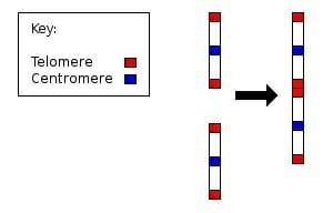 Common Descent - Definition, Theory, Examples, Quiz | Biology Dictionary
