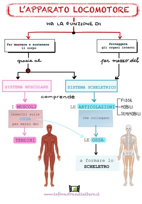 Fare Scienze In Quinta Apparato Digerente E Locomotore Per Fare