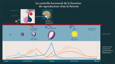 Appareil Reproducteur Féminin Externe Blog De Expose Svt Contraception La Contraception Et