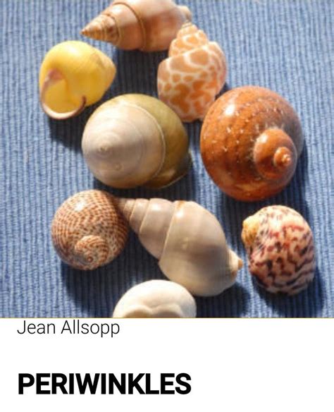 The ultimate seashell identification guide – Artofit