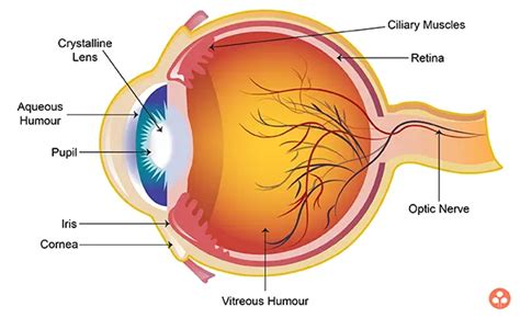 Human Eye And Colourful World Class 10 Notes Science Ch 11