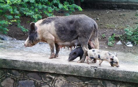 Animal Rights India: Drive to catch stray animals ineffective