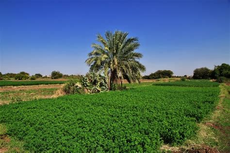 Premium Photo The Garden In The Small Village On Nile River Khartoum