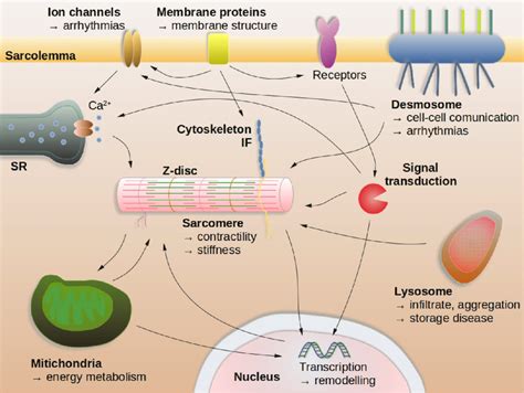 Cellular Compartments Affected By Genetic Mutations Causing