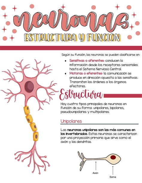 Partes De Las Neuronas Y Sus Funciones