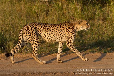 Cheetah cubs | Klaserie Private Nature Reserve