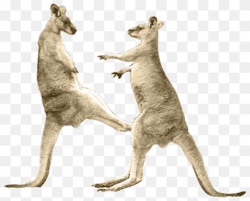 Kangaroo png images | PNGWing