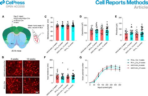 Figure 5 From Third Generation Rabies Viral Vectors Allow Nontoxic