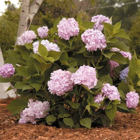 Hydrangea macrophylla 'Bailmer' - Midwest Groundcovers, LLC