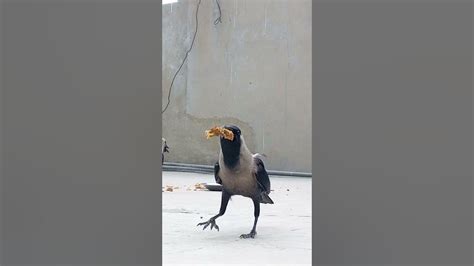 Hungry Crow Eating Bread 🍞 Crow Viralshorts Youtube