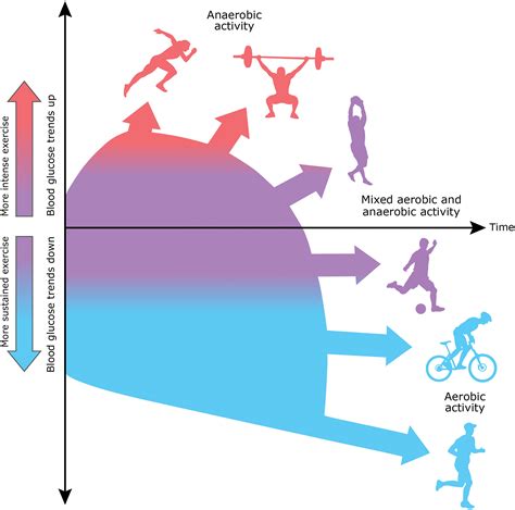 Blood Sugar Levels Effects On Exercise at Tarah Gordon blog
