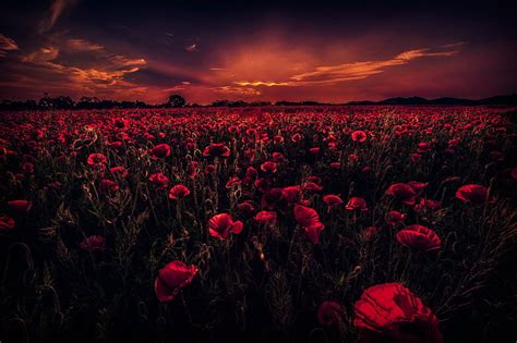 Flores Amapola Nube Oscuro Tierra Campo Flor Roja Cielo Puesta