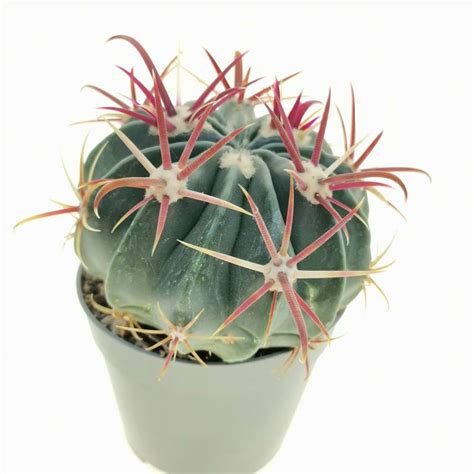 Ferocactus Latispinus Cm Cactaceae Giromagi Vendita Piante Grasse