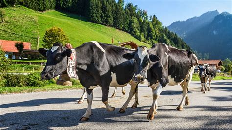 Verkehrsregeln Schweiz: Tempolimit, Maut & Wichtiges für Camper