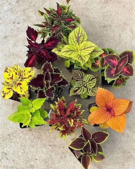 Coleus The Ultimate Guide To Vibrant Garden Colors Pngland